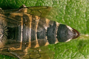 Coelioxys afra / Schuppenhaarige Kegelbiene / Megachilidae / Ordnung:  Hautflgler - Hymenoptera