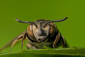 Coelioxys afra / Schuppenhaarige Kegelbiene / Megachilidae / Ordnung:  Hautflgler - Hymenoptera