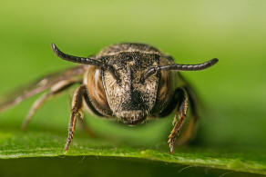 Coelioxys afra / Schuppenhaarige Kegelbiene / Megachilidae / Ordnung:  Hautflgler - Hymenoptera
