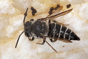 Coelioxys aurolimbata / Goldsaum-Kegelbiene / Megachilidae / Ordnung:  Hautflgler - Hymenoptera