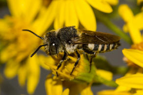 Coelioxys conoidea / Sandrasen-Kegelbiene / Megachilidae / Ordnung:  Hautflügler - Hymenoptera