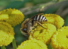 Colletes cf. daviesanus / Gemeine-Seidenbiene / Colletinae ("Seidenbienenartige")