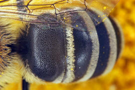 Colletes similis / Rainfarn Seidenbiene / Colletinae - "Seidenbienenartige" / Ordnung: Hautflgler - Hymenoptera