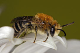 Colletes similis / Rainfarn Seidenbiene / Colletinae - "Seidenbienenartige" / Ordnung: Hautflgler - Hymenoptera