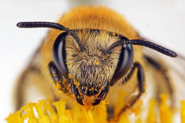 Colletes similis / Rainfarn Seidenbiene / Colletinae - "Seidenbienenartige" / Ordnung: Hautflgler - Hymenoptera