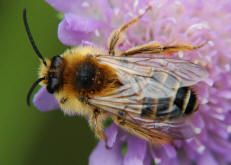 Dasypoda hirtipes / Dunkelfransige Hosenbiene / Melittinae (Sägehornbienenartige)