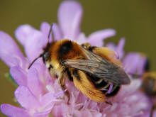 Dasypoda hirtipes / Dunkelfransige Hosenbiene / Melittinae (Sgehornbienenartige)