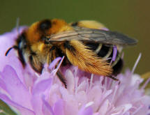 Dasypoda hirtipes / Dunkelfransige Hosenbiene / Melittinae (Sgehornbienenartige)