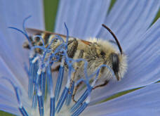 Dasypoda hirtipes / Dunkelfransige Hosenbiene / Melittinae (Sgehornbienenartige)