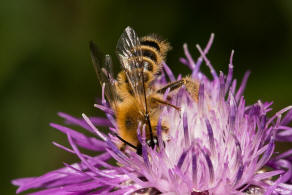 Dasypoda hirtipes / Dunkelfransige Hosenbiene / Melittinae (Sgehornbienenartige)