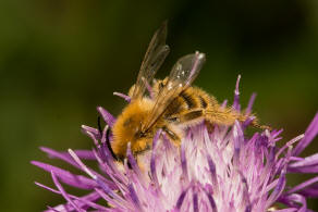 Dasypoda hirtipes / Dunkelfransige Hosenbiene / Melittinae (Sgehornbienenartige)