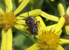 Epeolus variegatus / Gewhnliche Filzbiene / Apidae (Echte Bienen) / Ordnung: Hautflgler - Hymenoptera