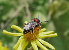 Epeolus variegatus / Gewhnliche Filzbiene / Apidae (Echte Bienen) / Ordnung: Hautflgler - Hymenoptera