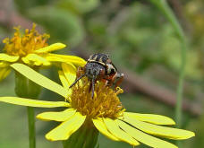 Epeolus variegatus / Gewöhnliche Filzbiene / Apidae (Echte Bienen) / Ordnung: Hautflügler - Hymenoptera