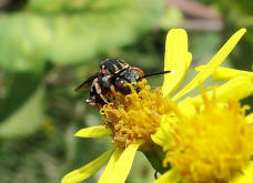 Epeolus variegatus / Gewhnliche Filzbiene / Apidae (Echte Bienen) / Ordnung: Hautflgler - Hymenoptera