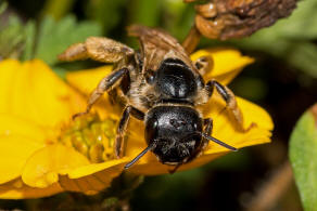 Halictus quadricinctus / Vierbindige Furchenbiene / Schmal- / Furchenbienen - Halictidae / Hautflgler - Hymenoptera