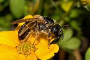 Halictus quadricinctus / Vierbindige Furchenbiene / Schmal- / Furchenbienen - Halictidae / Hautflgler - Hymenoptera