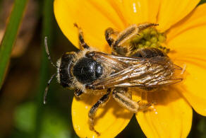 Halictus quadricinctus / Vierbindige Furchenbiene / Schmal- / Furchenbienen - Halictidae / Hautflgler - Hymenoptera