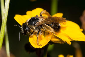 Halictus quadricinctus / Vierbindige Furchenbiene / Schmal- / Furchenbienen - Halictidae / Hautflgler - Hymenoptera