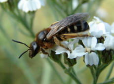 Halictus rubicundus / Rotbeinige Furchenbiene / Halictinae ("Furchenbienenartige")