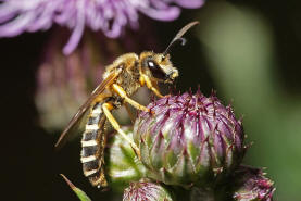 Halictus scabiosae / Gelbbinden-Furchenbiene / Schmal- / Furchenbienen - Halictidae / Ordnung: Hautflgler - Hymenoptera