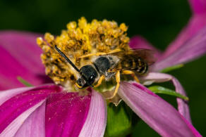 Halictus scabiosae / Gelbbinden-Furchenbiene / Schmal- / Furchenbienen - Halictidae / Ordnung: Hautflgler - Hymenoptera