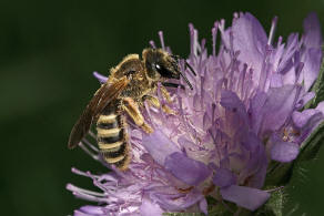 Halictus scabiosae / Gelbbinden-Furchenbiene / Schmal- / Furchenbienen - Halictidae / Ordnung: Hautflgler - Hymenoptera