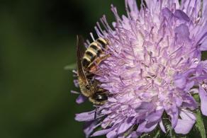 Halictus scabiosae / Gelbbinden-Furchenbiene / Schmal- / Furchenbienen - Halictidae / Ordnung: Hautflgler - Hymenoptera