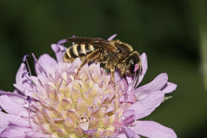 Halictus scabiosae / Gelbbinden-Furchenbiene / Schmal- / Furchenbienen - Halictidae / Ordnung: Hautflgler - Hymenoptera