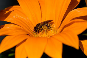 Halictus scabiosae / Gelbbinden-Furchenbiene / Schmal- / Furchenbienen - Halictidae / Ordnung: Hautflgler - Hymenoptera