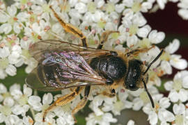 Halictus sexcinctus / Sechsbindige Furchenbiene / Schmal- / Furchenbienen - Halictidae / Ordnung: Hautflgler - Hymenoptera