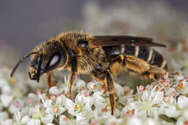 Halictus sexcinctus / Sechsbindige Furchenbiene / Schmal- / Furchenbienen - Halictidae / Ordnung: Hautflgler - Hymenoptera