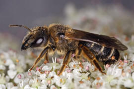 Halictus sexcinctus / Sechsbindige Furchenbiene / Schmal- / Furchenbienen - Halictidae / Ordnung: Hautflgler - Hymenoptera