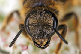 Halictus sexcinctus / Sechsbindige Furchenbiene / Schmal- / Furchenbienen - Halictidae / Ordnung: Hautflgler - Hymenoptera