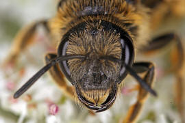 Halictus sexcinctus / Sechsbindige Furchenbiene / Schmal- / Furchenbienen - Halictidae / Ordnung: Hautflgler - Hymenoptera