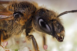 Halictus sexcinctus / Sechsbindige Furchenbiene / Schmal- / Furchenbienen - Halictidae / Ordnung: Hautflgler - Hymenoptera