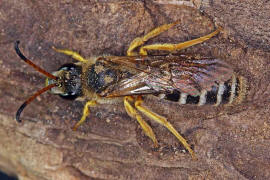 Halictus sexcinctus / Sechsbindige Furchenbiene / Schmal- / Furchenbienen - Halictidae / Ordnung: Hautflgler - Hymenoptera