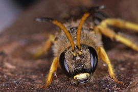 Halictus sexcinctus / Sechsbindige Furchenbiene / Schmal- / Furchenbienen - Halictidae / Ordnung: Hautflgler - Hymenoptera