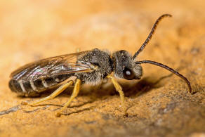 Halictus simplex / Gewhnliche Furchenbiene / Schmal- / Furchenbienen - Halictidae / Ordnung: Hautflgler - Hymenoptera