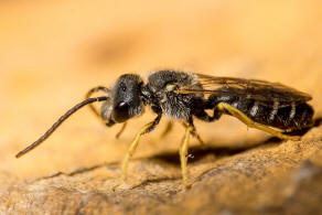 Halictus simplex / Gewhnliche Furchenbiene / Schmal- / Furchenbienen - Halictidae / Ordnung: Hautflgler - Hymenoptera