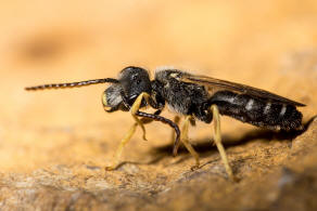 Halictus simplex / Gewhnliche Furchenbiene / Schmal- / Furchenbienen - Halictidae / Ordnung: Hautflgler - Hymenoptera