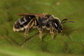 Halictus simplex / Gewhnliche Furchenbiene / Schmal- / Furchenbienen - Halictidae / Ordnung: Hautflgler - Hymenoptera