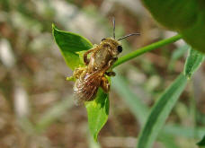 Halictus (Seladonia) subauratus / Dichtpunktierte Goldfurchenbiene / Schmal- / Furchenbienen - Halictidae / Ordnung: Hautflgler - Hymenoptera