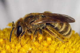 Halictus (Seladonia) subauratus / Dichtpunktierte Goldfurchenbiene / Schmal- / Furchenbienen - Halictidae / Ordnung: Hautflügler - Hymenoptera