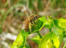 Halictus (Seladonia) subauratus / Dichtpunktierte Goldfurchenbiene / Schmal- / Furchenbienen - Halictidae / Ordnung: Hautflügler - Hymenoptera