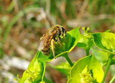 Halictus (Seladonia) subauratus / Dichtpunktierte Goldfurchenbiene / Schmal- / Furchenbienen - Halictidae / Ordnung: Hautflgler - Hymenoptera