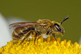Halictus (Seladonia) subauratus / Dichtpunktierte Goldfurchenbiene / Schmal- / Furchenbienen - Halictidae / Ordnung: Hautflügler - Hymenoptera