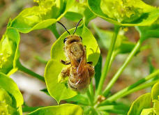 Halictus (Seladonia) subauratus / Dichtpunktierte Goldfurchenbiene / Schmal- / Furchenbienen - Halictidae / Ordnung: Hautflügler - Hymenoptera
