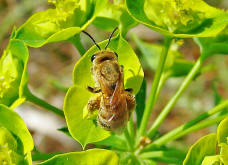 Halictus (Seladonia) subauratus / Dichtpunktierte Goldfurchenbiene / Schmal- / Furchenbienen - Halictidae / Ordnung: Hautflgler - Hymenoptera