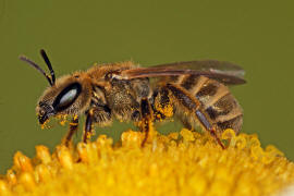 Halictus (Seladonia) subauratus / Dichtpunktierte Goldfurchenbiene / Schmal- / Furchenbienen - Halictidae / Ordnung: Hautflgler - Hymenoptera